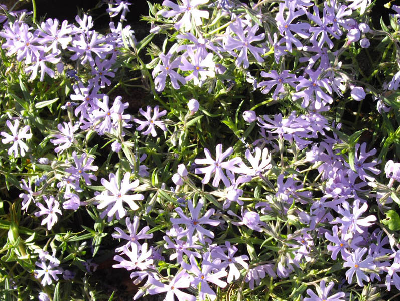 Phlox bifida en fleurs sur des affleurements rocheux dans le centre-est des États-Unis